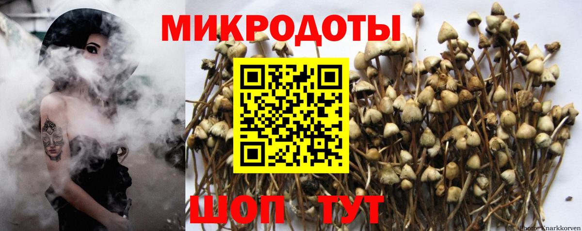 Галлюциногенные грибы Cubensis Пенза